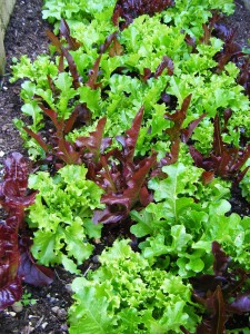salad-627202_1280