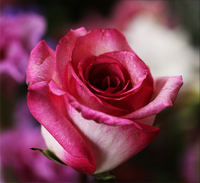 pink-rose-14798_640