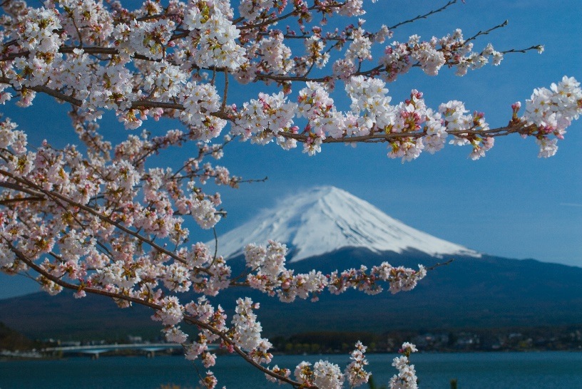 桜花の候 その意味や使う時期は 具体的な例文をご紹介 Infomalco